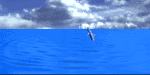 dolphin2jpmsmsky.gif (38769 bytes)