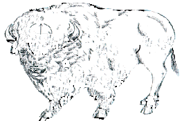whitebuffalo3.gif (14781 bytes)